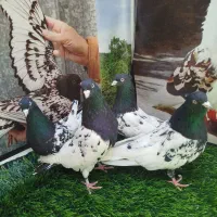 کله سیاه