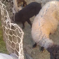 یک راس گوسفند بابره