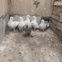 کفتر پرشی|پرنده|تهران, مجیدآباد|دیوار