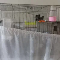 انواع قفس با سایز مختلف و وسایل  رایگان|لوازم جانبی حیوانات|شوشتر, |دیوار