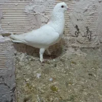 بوم|حیوانات|مشهد, شهرک شهید باهنر|دیوار