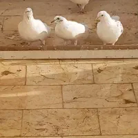کفتر فروشی|پرنده|مشکین‌دشت, |دیوار