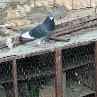 پولکی شپر سفید