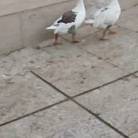 نروماده|حیوانات مزرعه|تهران, آذری|دیوار