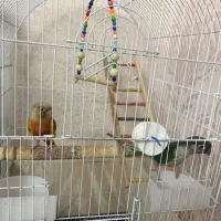 گرینچینگ جفت