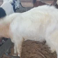 تعدادی کهره نر|حیوانات مزرعه|بندر گناوه, |دیوار