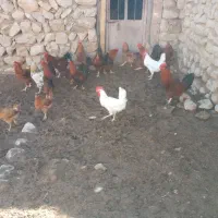 کله شیر ( خروس)|حیوانات مزرعه|ایوان, |دیوار