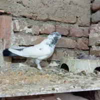 کبوتر گرفتنی