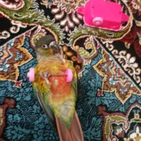 گرینچیک وزنه بردار