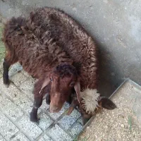 دوراس بره