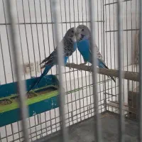 مرغ عشق وکبوترتهرانی