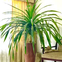 گل پاندونیس سایز بزرگ