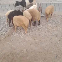 بره میش