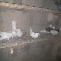 کبوتر
