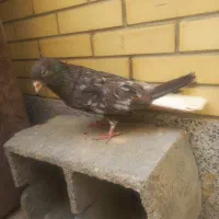 نر کوهی دم سفید