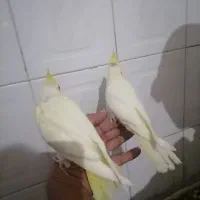 عروس هلندی لوتینو