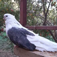 دوکت کشیده تهرونی