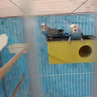 مرغ عشق|پرنده|هیرمند, |دیوار