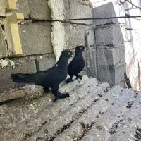 پرنده|پرنده|بم, |دیوار