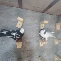 گرفتنی|پرنده|شیراز, کوشک میدان|دیوار