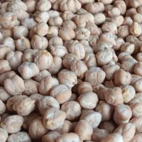 نخود درجه یک