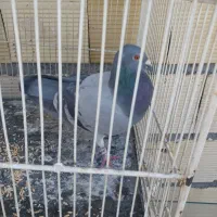 یک سبز پلاکی