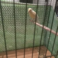 قناری|پرنده|کنگاور, |دیوار