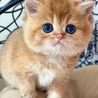 یه تیکه بریتیش قند|گربه|تهران, اختیاریه|دیوار