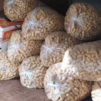 بادام زمینی|عمدهفروشی|کامیاران, |دیوار