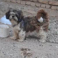 پاکوتا شیتزو