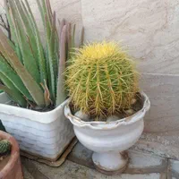کاکتوس|گل و گیاه طبیعی|شیراز, دارالرحمه|دیوار