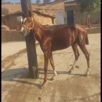 مادیون|اسب و تجهیزات اسبسواری|ایذه, |دیوار