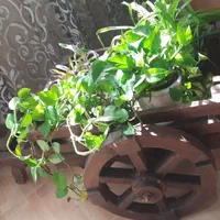 دکوری جا گلدانی گاری استند گل پینترسی|مجسمه، تندیس، ماکت|کرج, شهرک بنفشه|دیوار