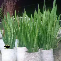 گل سانسوریا فقط تاآخر امشب|گل و گیاه طبیعی|کرج, گلشهر|دیوار