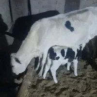 یک عدد گاو شیری با گوساله