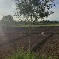 زمین مناسب باغ و باغچه|فروش زمین و ملک کلنگی|باقرشهر, |دیوار