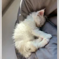 گربه پرشین ماده|گربه|فاضل آباد, |دیوار