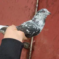 کبوتر|پرنده|املش, |دیوار