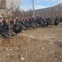 بوقلمون محلی با گوشتی لذیز