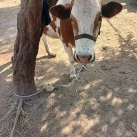 گاو
