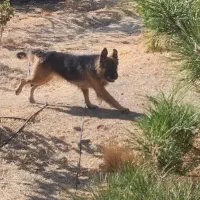 ژرمن نر فروشی جرمن|سگ|شیراز, تندگویان|دیوار