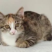 واگذاری بچه گربه سه ماهه