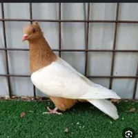 کبوتر رنگی.زینتی.آرشینگل