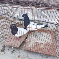 کبوتر رنگی فروشی