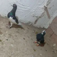 کبوتر