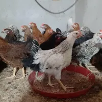 جوجه خروس ۲۵۰