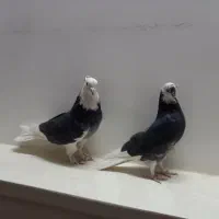 کبوترابلغسیاه