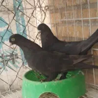 اول بخون|پرنده|بهبهان, |دیوار