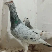 جفت سار هفت‌رنگ میزون