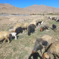 فروش گله گوسفند|حیوانات مزرعه|رودشت (چهارمحال و بختیاری), |دیوار